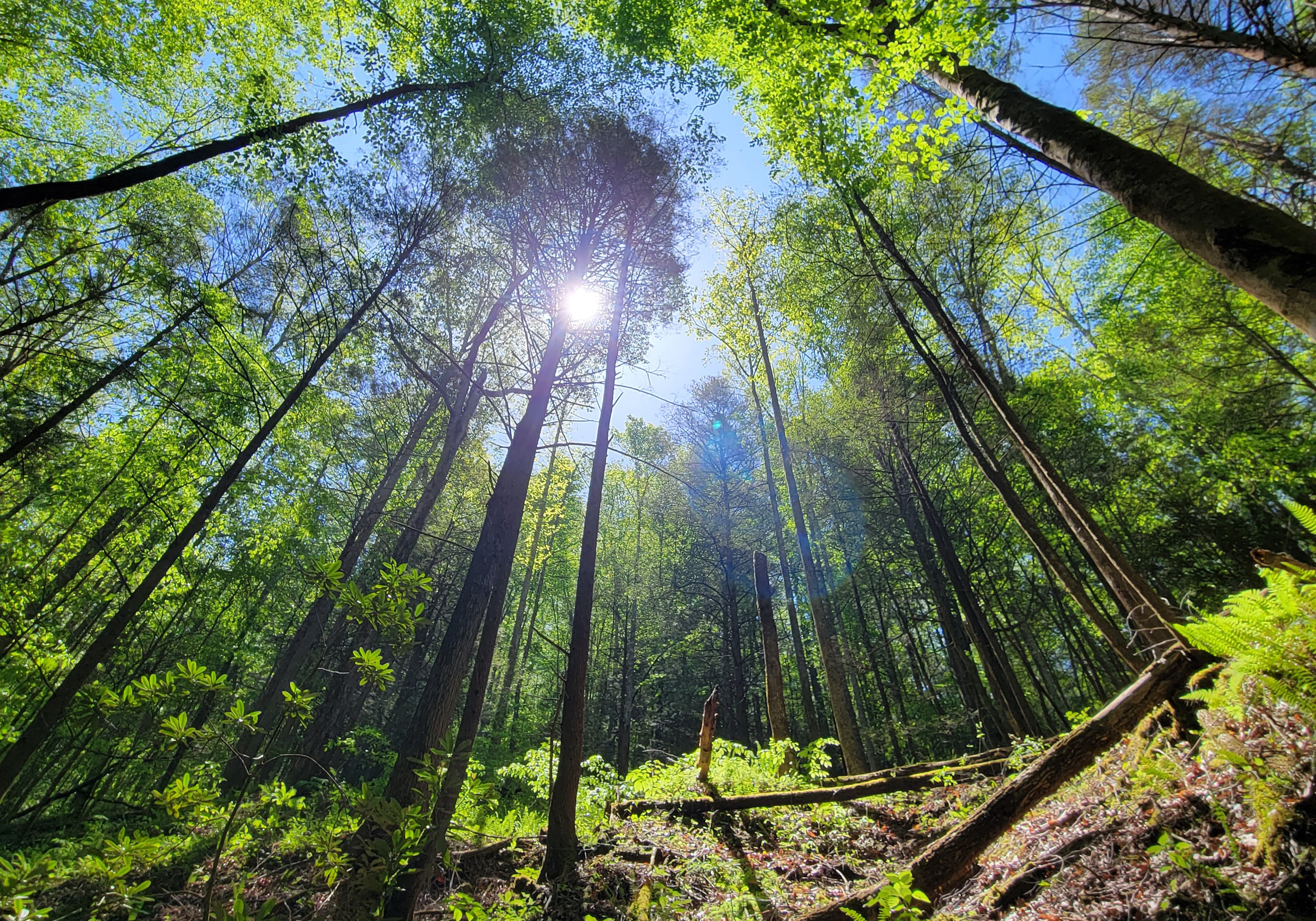 Sunlight through the forest canopy