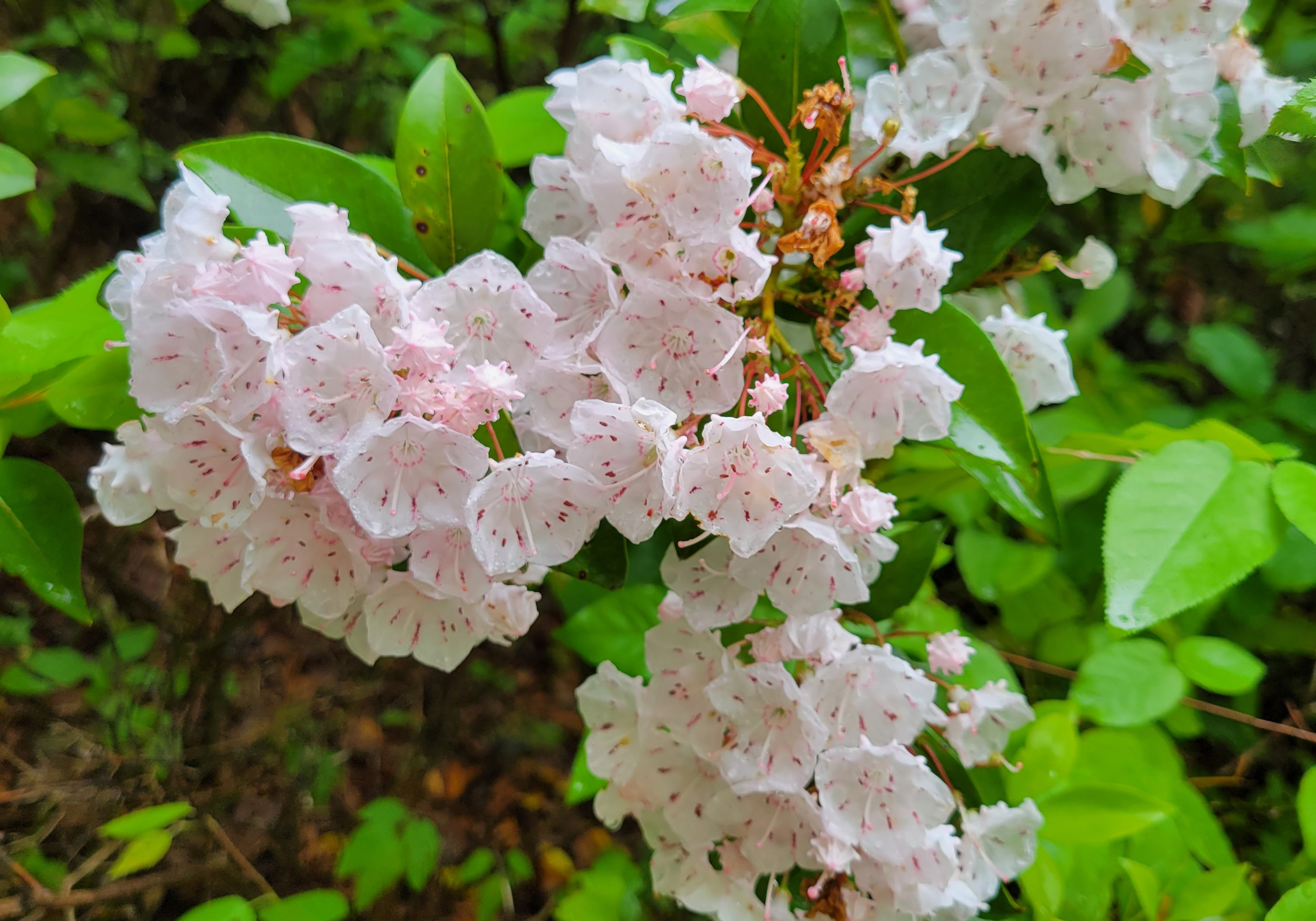 mountain laurel blooms